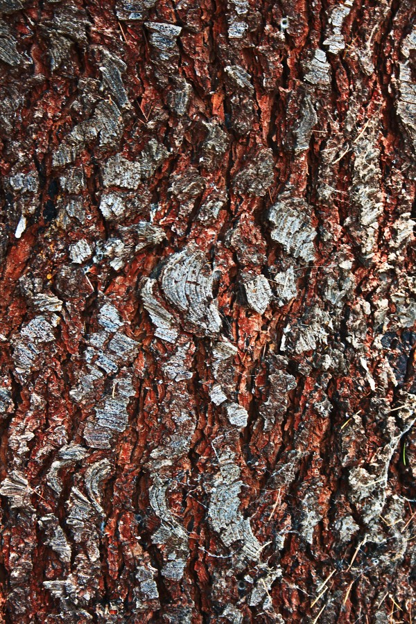 Pine Tree Bark On Trunk by Joy Watson